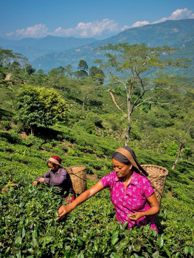 darjeeling travel guide